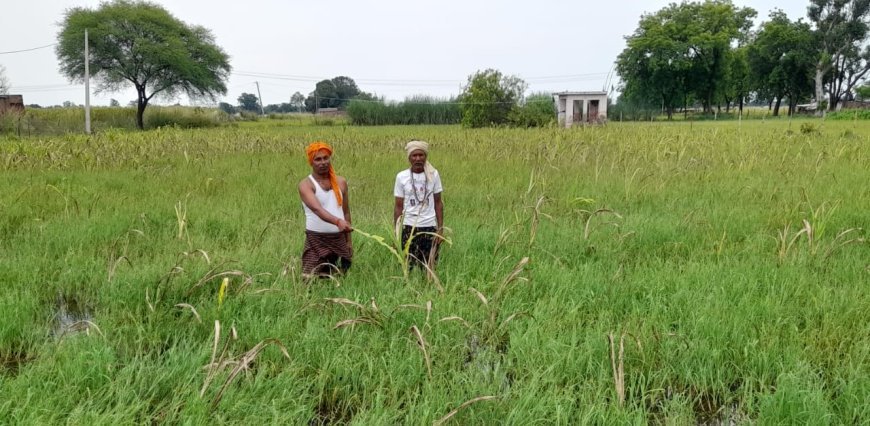 अतिबृष्टि और जल निकासी न होने के कारण माधौगढ़ तहसील के आधे सैकड़ा गांवों की फसलें हुई नष्ट किसानों के चेहरे हुए मायूस