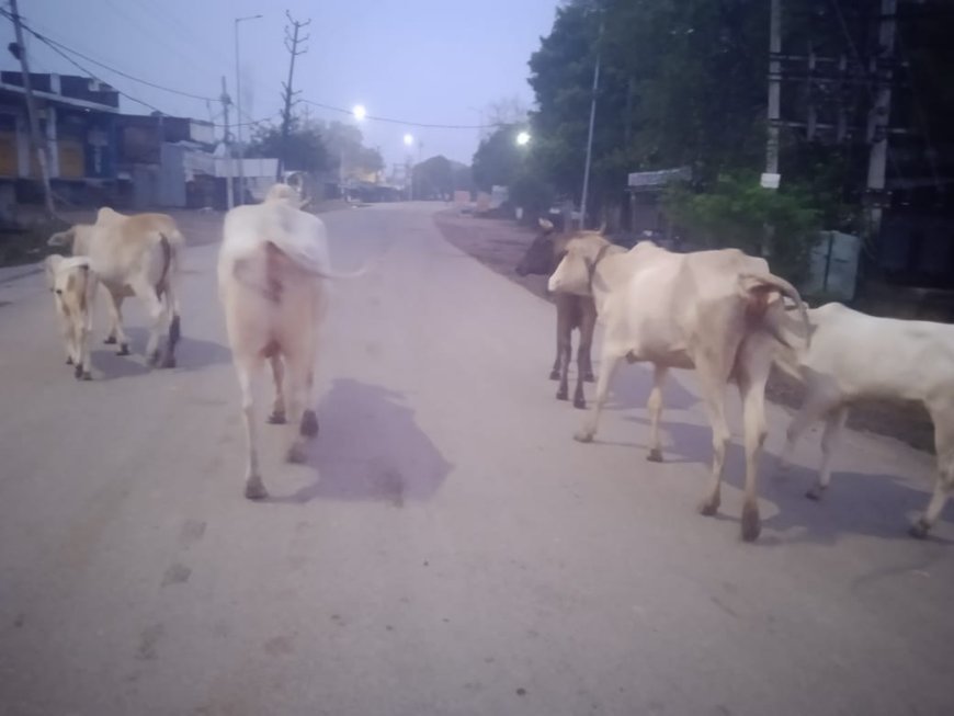 सड़कों पर घूमते गौवंशों  बने परेशानी का सबब